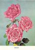 Legacy rose photo