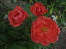 Hand in Hand rose photo