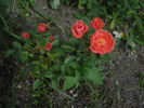 Hand in Hand rose photo