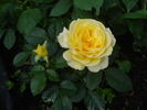 Breathtaking rose photo