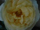 Breathtaking rose photo