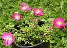 Ckollo rose photo