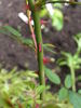 1-72-1DLFED3 rose photo