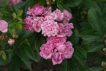 Bihari János rose photo