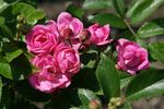 Bihari János rose photo