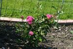 Bihari János rose photo