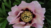 Pastel Splendor peony photo