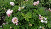 Pastel Splendor peony photo