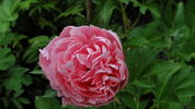 Etched Salmon peony photo