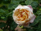 Apricot Morning rose photo