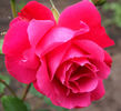 Oreanda rose photo