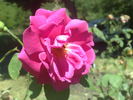 Gruss an Zweibrücken rose photo