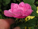 1-72-1DLFED3 rose photo