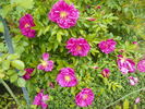 Smart Roadrunner ® rose photo