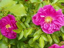 Smart Roadrunner ® rose photo