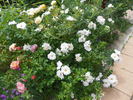 White Roadrunner ® rose photo