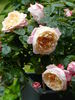 Apricot Morning rose photo