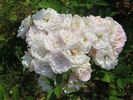 Hera's Song rose photo