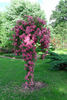Schuss ® rose photo