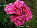 Madame François Graindorge rose photo