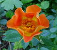Euphoria rose photo