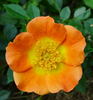 Euphoria rose photo