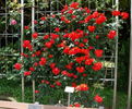 Bischofsstadt Paderborn ® rose photo