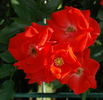 Bischofsstadt Paderborn ® rose photo