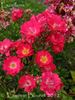Excellens rose photo