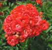 Gloire du Midi rose photo