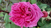 Madame Dubost rose photo