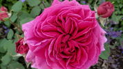 Madame Dubost rose photo