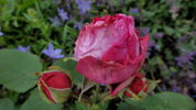 Madame Dubost rose photo