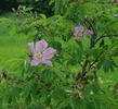 <i>Rosa marretii</i> H.Lév. synonym rose photo