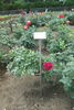 Kanpai rose photo