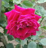 Kanpai rose photo