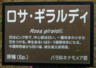 R giraldii rose photo