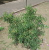 R giraldii rose photo