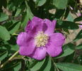 R giraldii rose photo