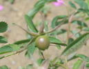 R giraldii rose photo