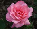 Brinessa rose photo