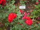 Pillnitzer Marcellina rose photo