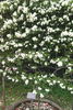 Summer Snow rose photo