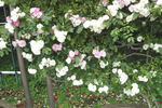 Summer Snow rose photo