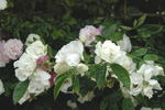 Summer Snow rose photo