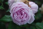 Marguerite de Roman rose photo
