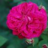 Madame Jeannine Joubert rose photo
