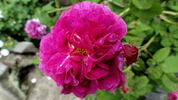 Royal Marbrée rose photo
