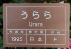 Urara rose photo