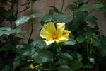 Sunny June rose photo